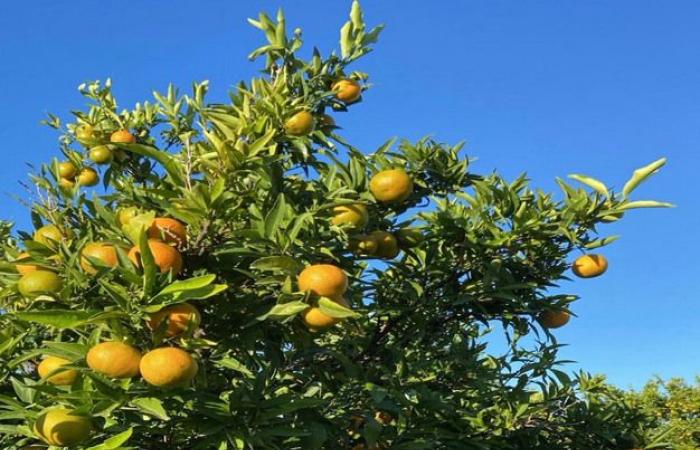 “La caída del consumo y los bajos precios al productor son preocupantes”