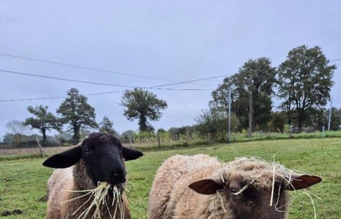 tras el robo de sus ovejas, llama a testigos