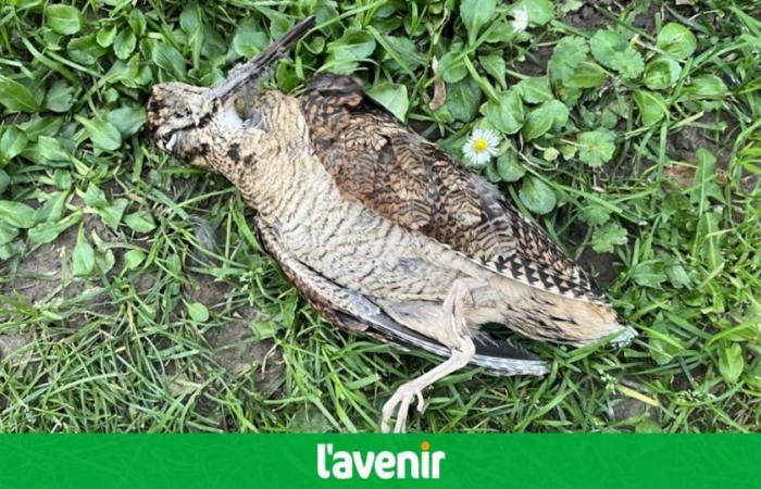 ¿Cómo pudo morir esta becada al pie de la catedral de Tournai?