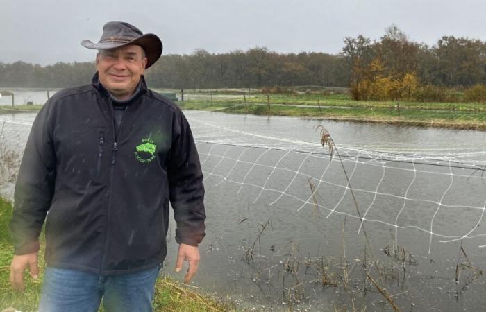 un experimento de cría de camarones de agua dulce en Brenne