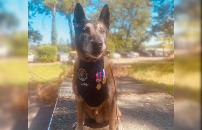 Ghost, pastor Malinois “temerario” que busca drogas, se retira después de 12 años de servicio