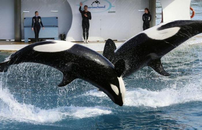 el gobierno bloqueará el traslado de las dos orcas a Japón