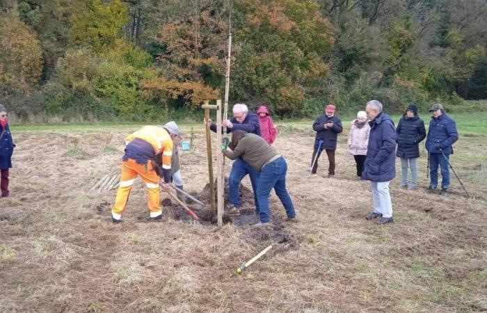 El bosque participativo de Verrières-en-Anjou se expande y arraiga