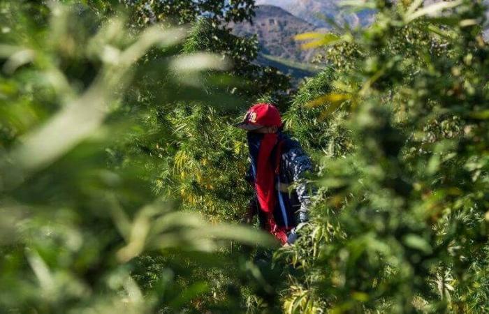 un belga descubre la cultura del cannabis en Marruecos