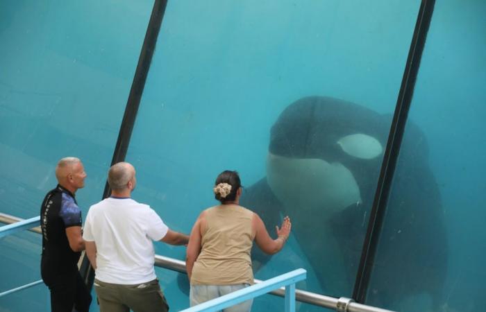 El gobierno dice no al traslado de las dos últimas orcas de Marineland a Japón