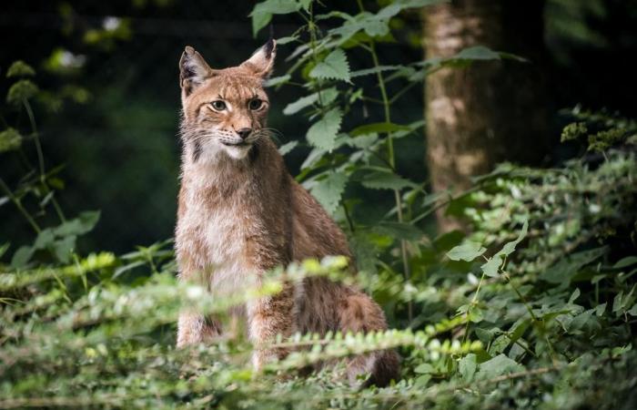 Un guardabosques mata accidentalmente a tres linces en Graubünden