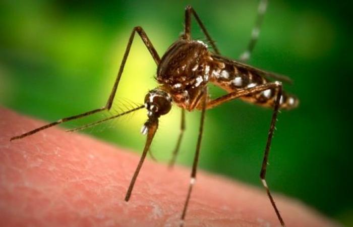 Epidemia comprobada de dengue en Tahití y Moorea • TNTV Tahiti Nui Télévision