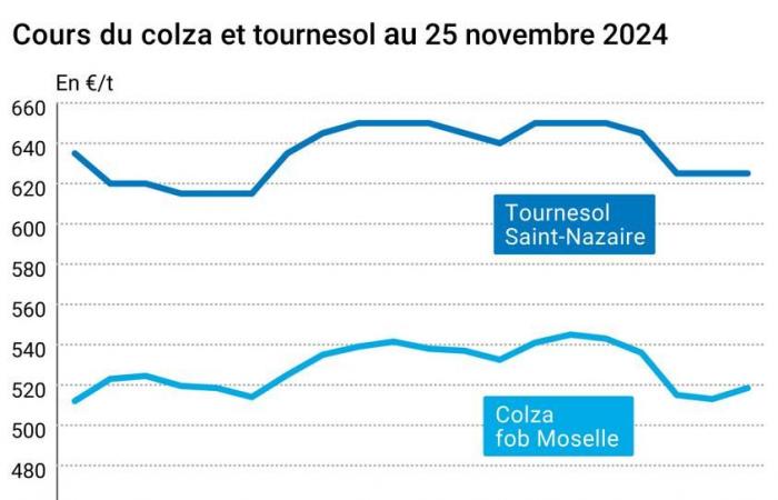 COTidienne | Semillas oleaginosas: los precios de la colza y la soja se recuperan, la canola sigue depreciándose