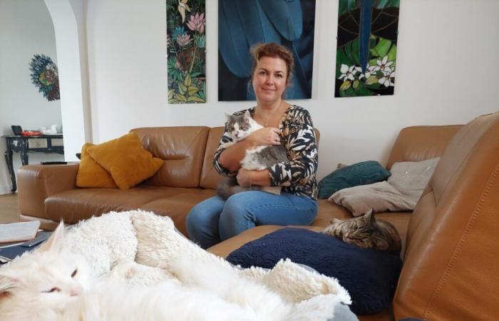 En Sena y Marne, Fanny es una familia de acogida para gatos abandonados: “Es un verdadero compromiso”