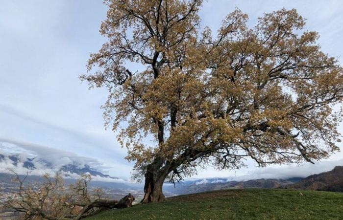 El famoso roble Venon gravemente dañado por la tormenta Bert