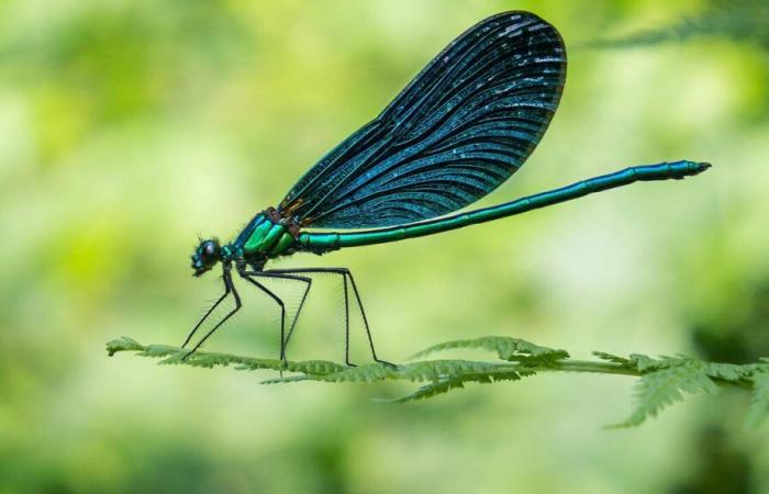 “Infini Presente”, el inventario amante de los insectos de Fabienne Raphoz