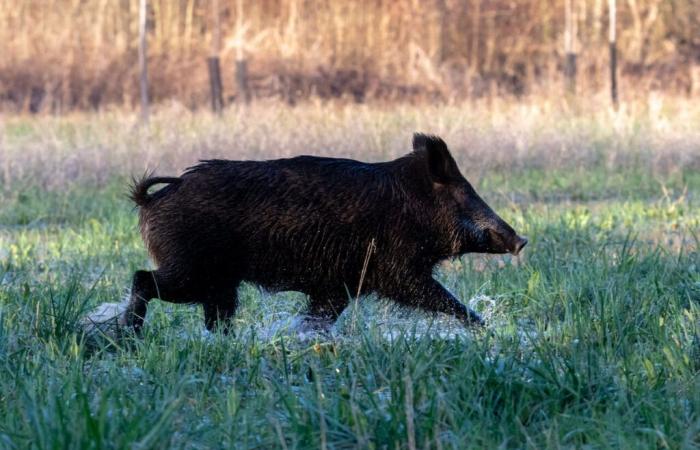 Los cazadores matan 8.000 jabalíes al año.