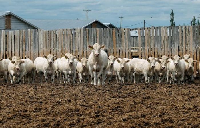 Los precios de la carne de vacuno alcanzan niveles récord