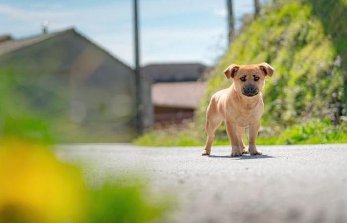 ¿Cómo encontrar a tu mascota si la has perdido en Isla de Francia?