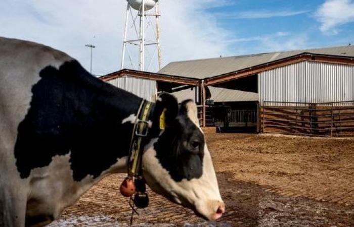 Reducción de las emisiones de gases de efecto invernadero: ¿pronto una pastilla para bloquear la producción de metano de las vacas?