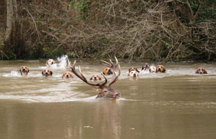 La caza mata a uno de los ciervos más bellos en un bosque del Oise, los activistas se rebelan