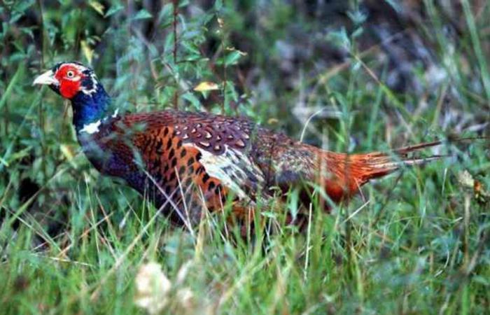 Dos asociaciones ecologistas se enfrentan a un criador de faisanes y perdices.