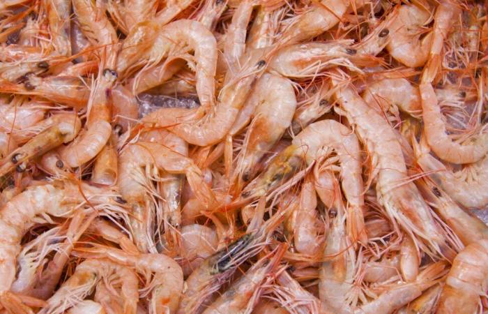 Retiro del mercado de camarones contaminados con bacterias “carnívoras” y vendidos en Monoprix