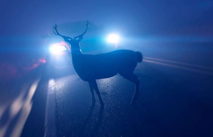 Otoño mortal en las carreteras para la vida silvestre