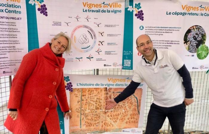 Un viñedo urbano echa raíces en Saint-Seurin