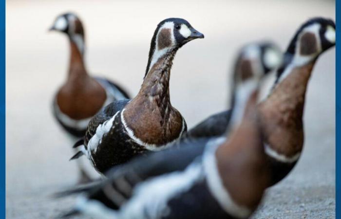 El segundo ganso muere a causa de la gripe aviar en el zoológico Woodland Park