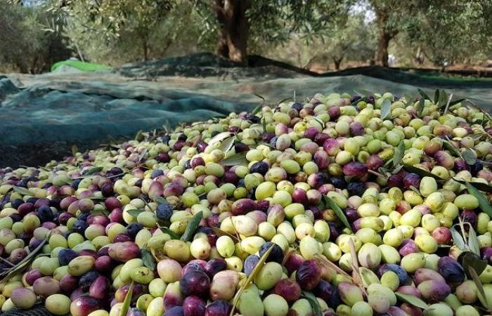 Producción de aceitunas en Argelia: los precios del aceite de oliva se disparan