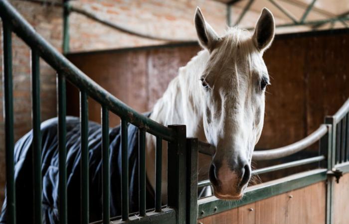 Yvelines: un animalista acusa a un teniente cachorro de ser responsable de la muerte de su caballo