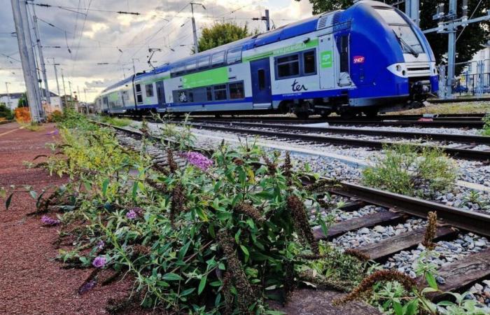 “Los daños son importantes”: el tráfico de la SNCF se ralentiza entre París y Oise tras cables cortados y quemados