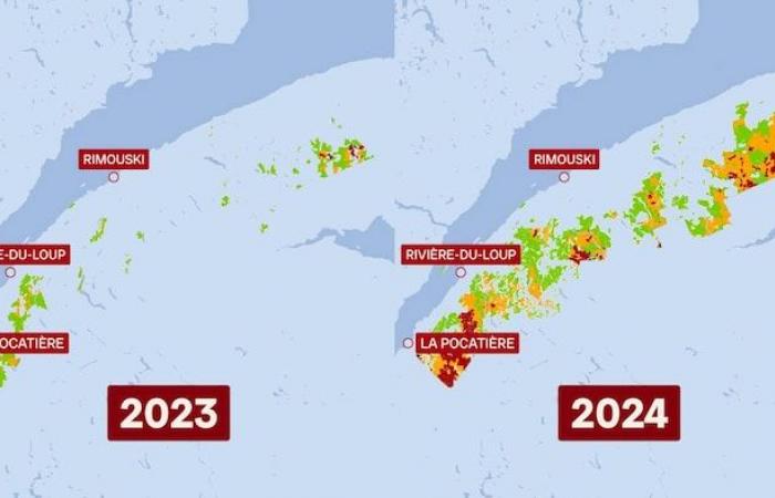 El gusano de las yemas del abeto sigue ganando terreno