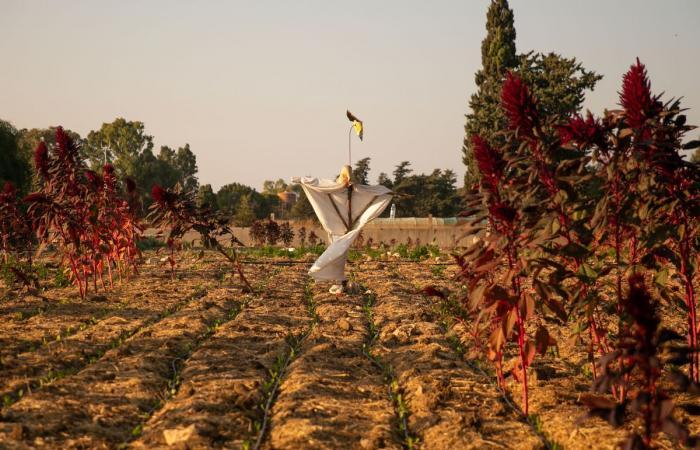 Pese al alto el fuego, los campesinos libaneses están convencidos de que Israel quiere “expulsarlos de aquí”