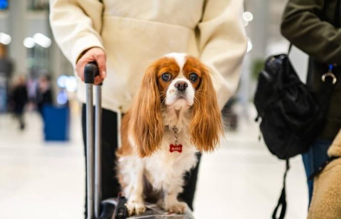 Cuatro preguntas sobre el transporte de animales domésticos en avión – Libération