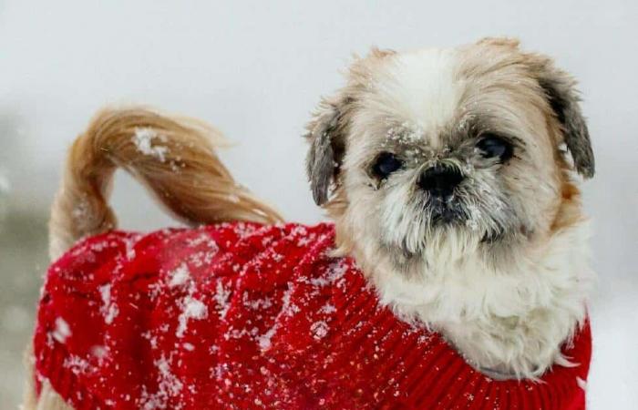 Algunos consejos para ayudar a tus mascotas a pasar el invierno lo mejor posible