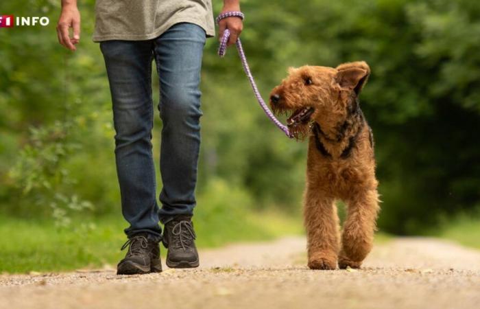 Aumento de los robos de perros en Francia: ¿cómo protegerse?