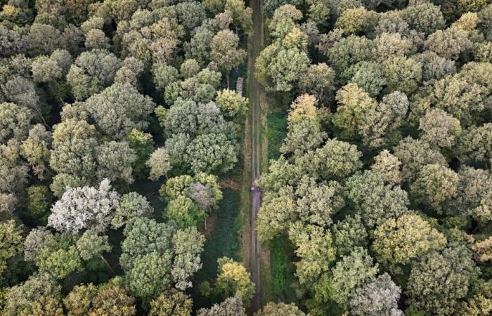 contra la chaliasis, tala rasa y replantación en el Norte