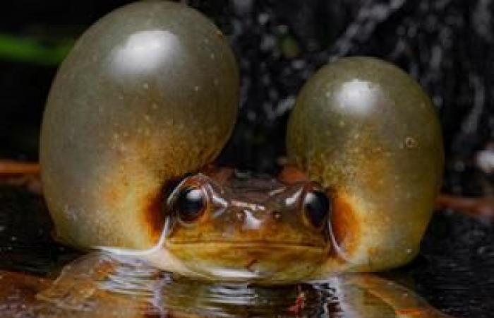 Entre las 25 fotografías de naturaleza más bellas del año, dos franceses son seleccionados