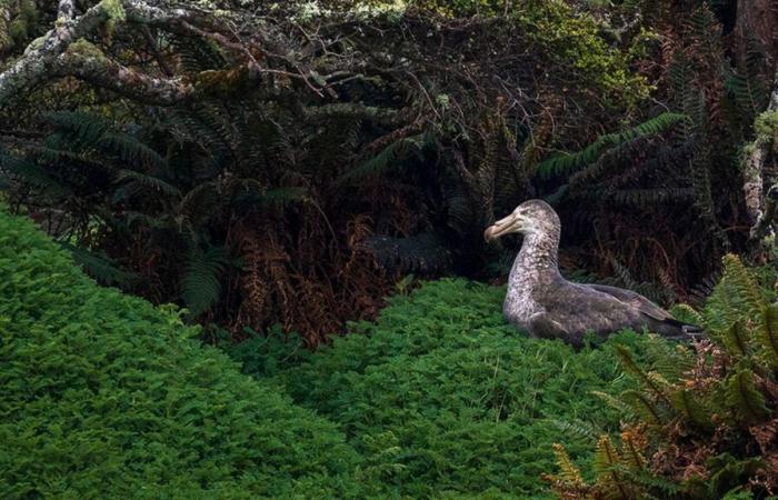 Entre las 25 fotografías de naturaleza más bellas del año, dos franceses son seleccionados