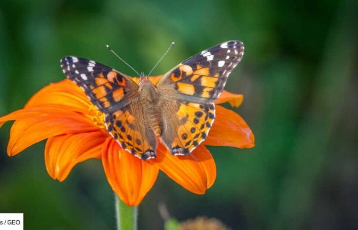 El secreto de la migración de las mariposas está escrito en el polen