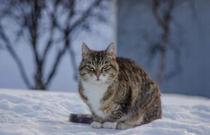 Algunos consejos para ayudar a tus mascotas a pasar el invierno lo mejor posible