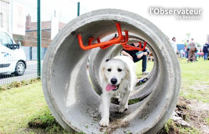 Urbanismo: un nuevo espacio de bienestar para nuestros amigos perros