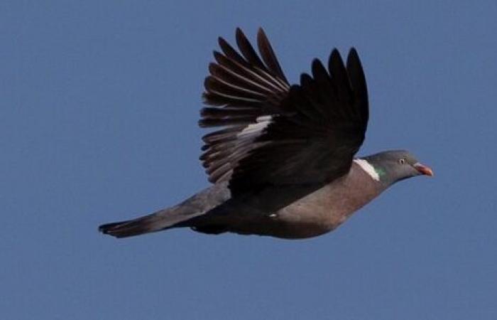 Un robot que vuela como un pájaro