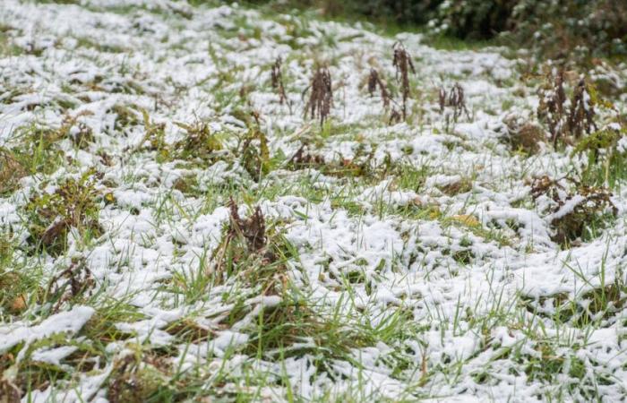 Las temperaturas bajarán a -3 °C, pero se avecina un clima más templado y húmedo