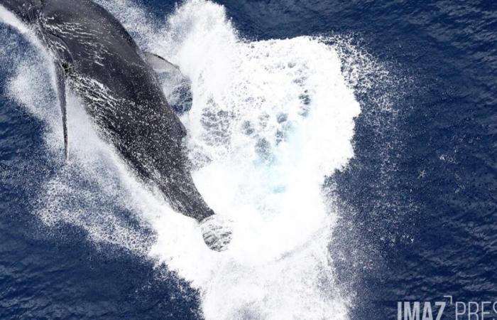 416 ballenas jorobadas observadas esta temporada en Reunión