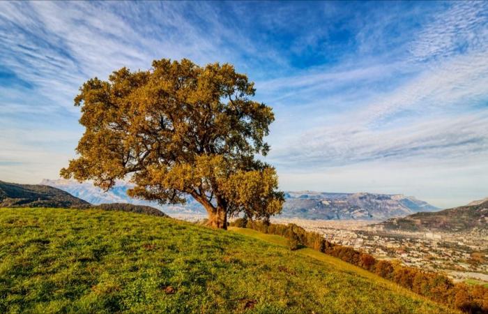 El legendario roble Venon, de 380 años, partido en dos por la tormenta Bert