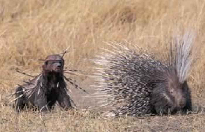 Entre las 25 fotografías de naturaleza más bellas del año, dos franceses son seleccionados