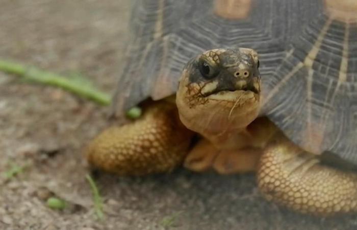 Mil tortugas y lémures incautados serán repatriados a Madagascar – rts.ch