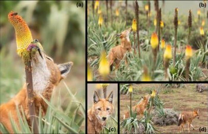 El ojo de GEO: en Etiopía, los lobos fotografiados lamiendo flores como si fueran piruletas