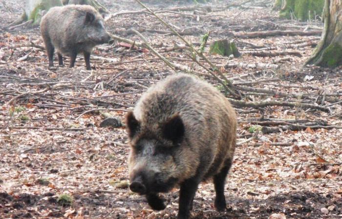 Una zona departamental cerrada durante varios días en Gironda por la caza del jabalí