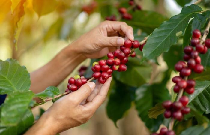 El precio del café en su nivel más alto en 50 años, víctima del calentamiento global