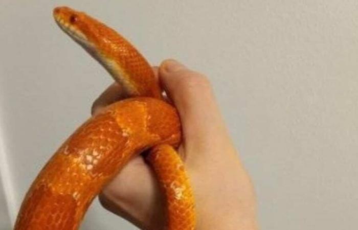 Descubrimiento inusual: una serpiente de maíz encontrada en el sótano de una pizzería de Quebec