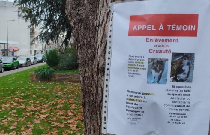 Tours: se abre una investigación tras el descubrimiento de dos gatos ahorcados en la plaza Saint-Éloi